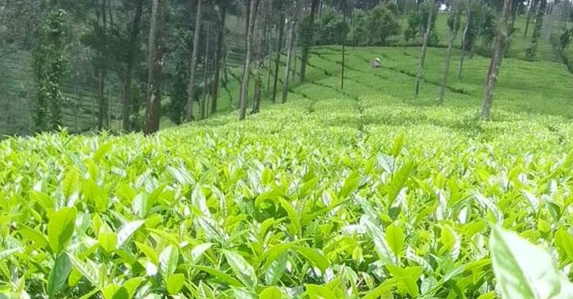 The price fixed by the Tea Board of India for the September month green leaf in the Nilgiri-Wayanad region was Rs 23.45, whereas the price of Greenleaf received by farmers in earlier months was less than Rs 15 per kg. Photo: Special arrangement. 