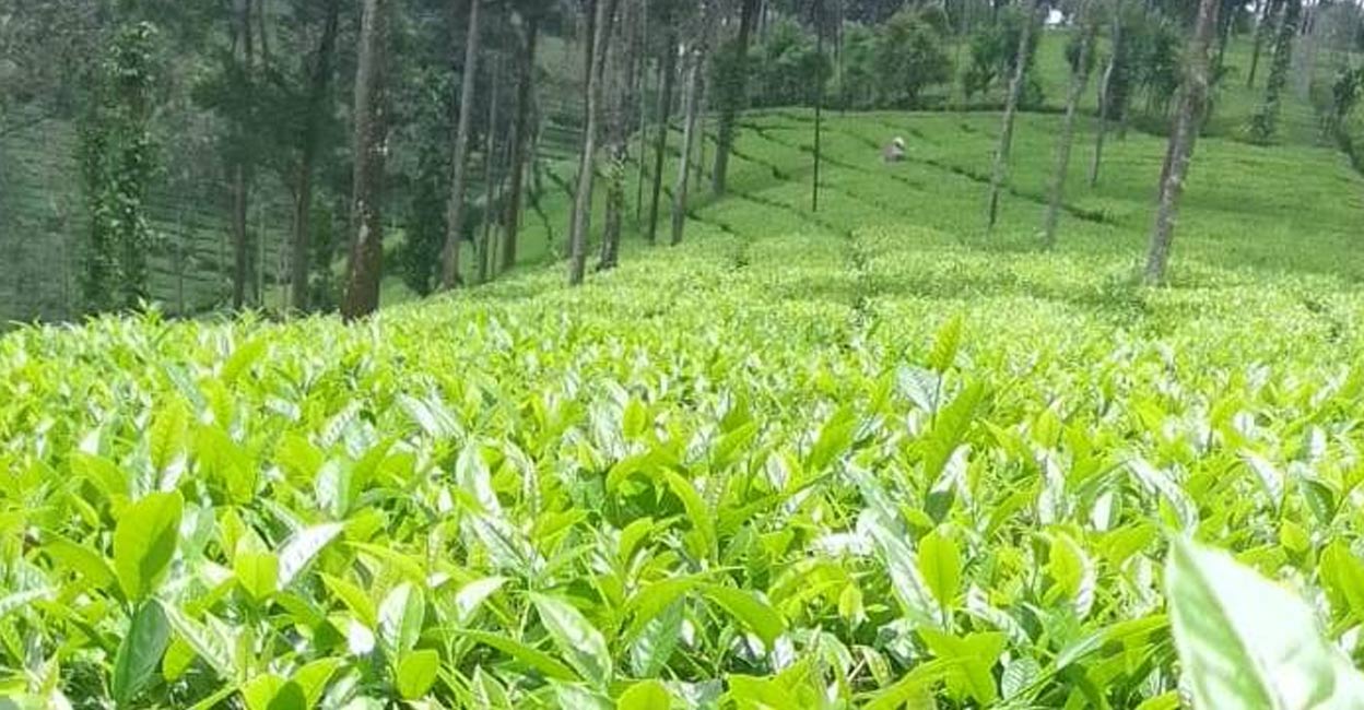 The price fixed by the Tea Board of India for the September month green leaf in the Nilgiri-Wayanad region was Rs 23.45, whereas the price of Greenleaf received by farmers in earlier months was less than Rs 15 per kg. Photo: Special arrangement. 