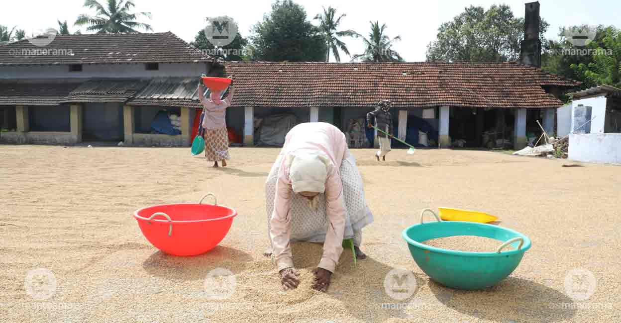 palakkad-paddy-1 Photo: Albin Mathew