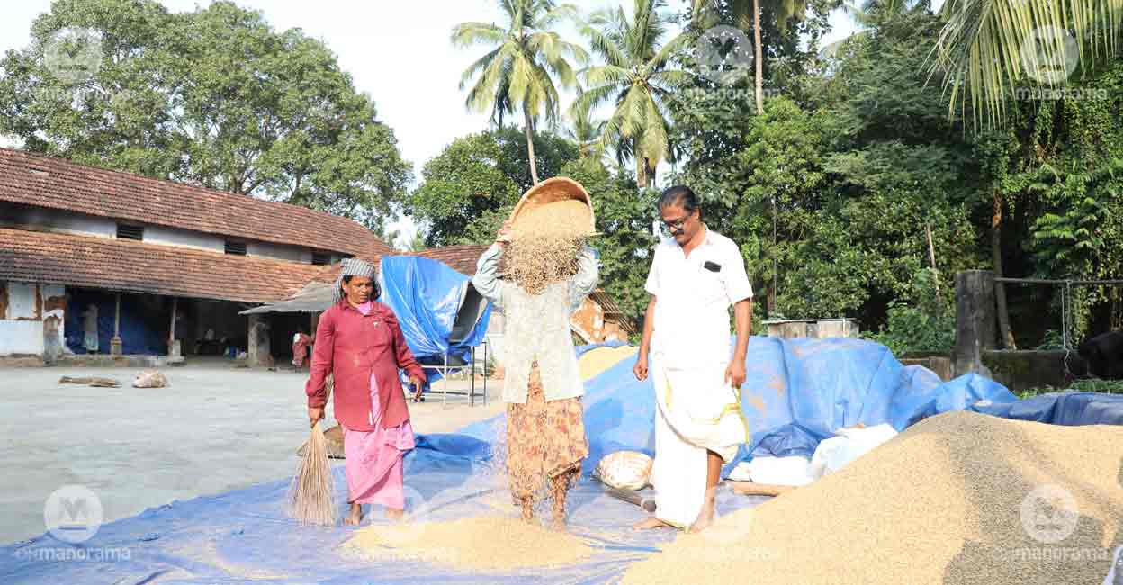 palakkad-paddy-3 Photo: Albin Mathew