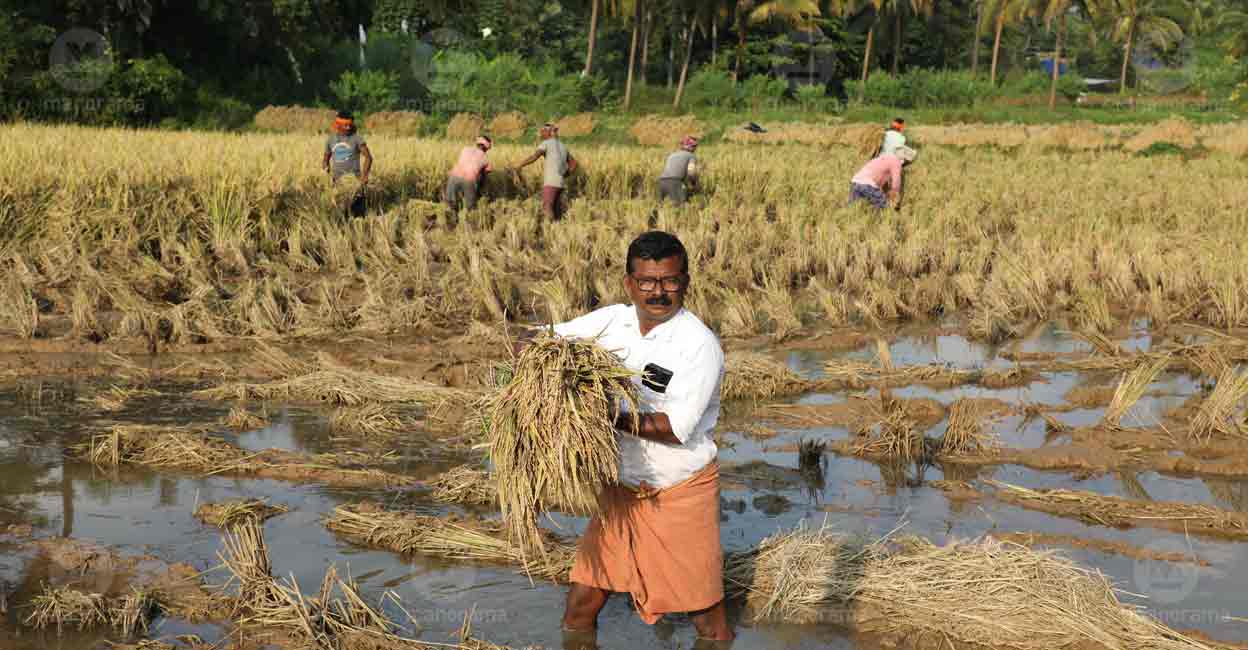 palakkad-paddy-4 Photo: Albin Mathew