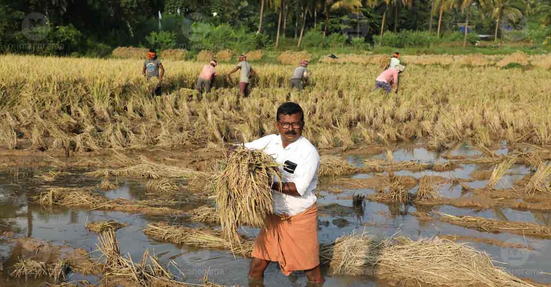 palakkad-paddy-4 Photo: Albin Mathew