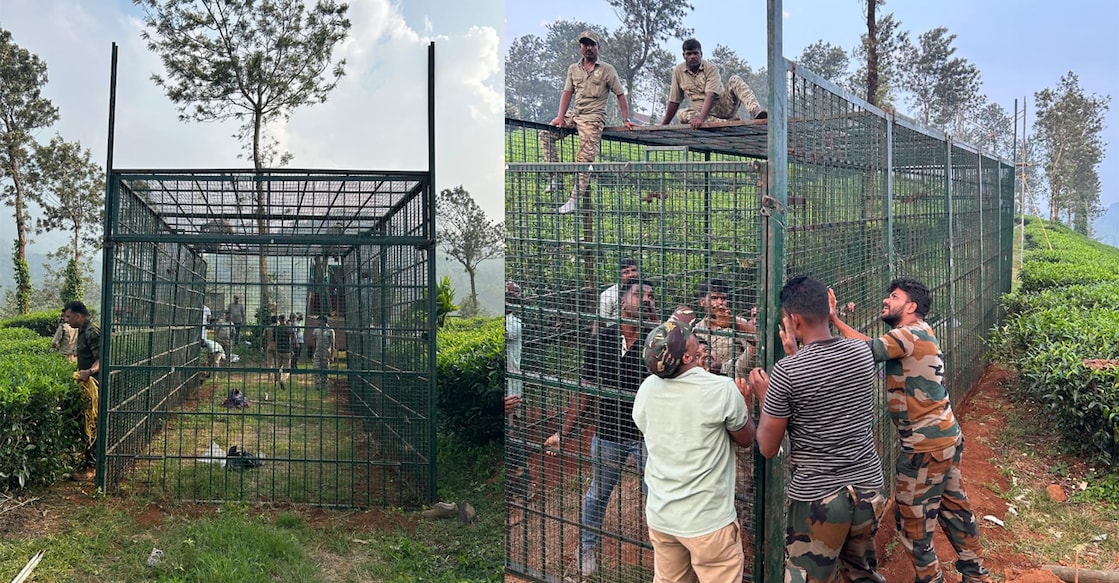 tiger capture The huge cage trap setting up at the premises of estate bungalow at Anappara near Chundel, Wayanad. Photo: Special Arrangement