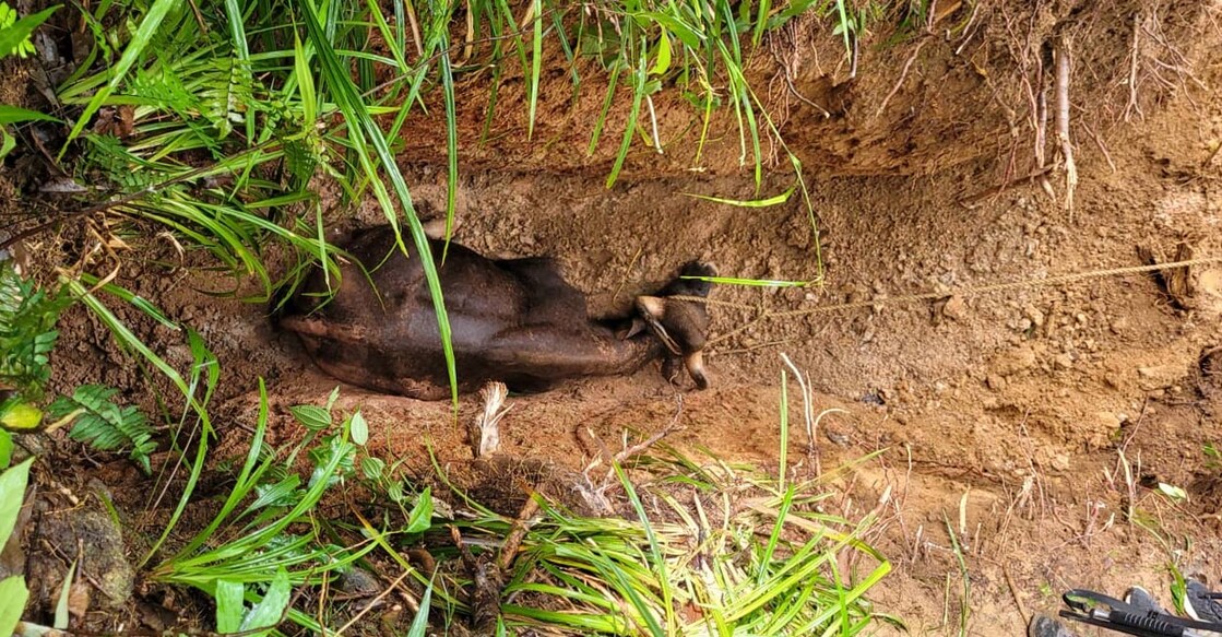 Forest officials said that since the animal was badly injured, it couldn't be lifted from the well. Photo: Special arrangement. 