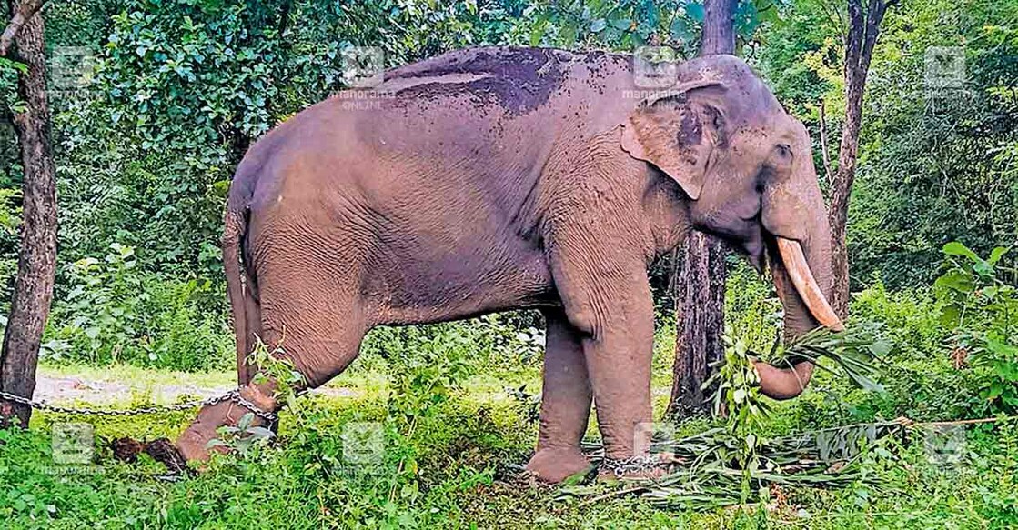 Elephant 'Puthupally Sadhu' at the film set. Photo: Manorama