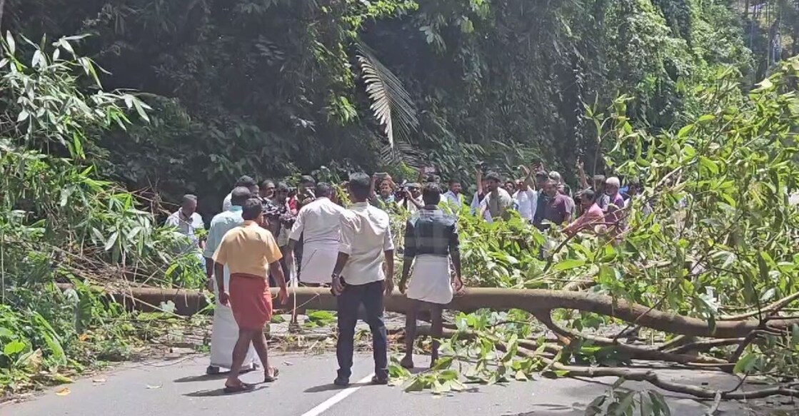 devikulam-strike-tree.jpg