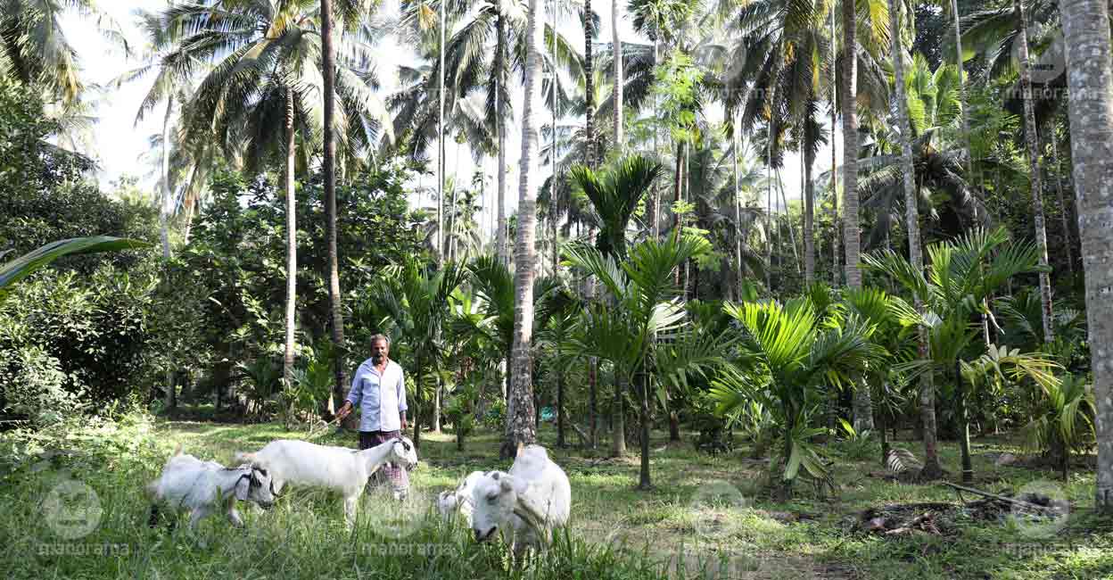 Unkind deed: Generations of Elanad forest settlers wait in vain for land ownership