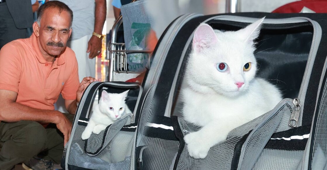 Eva, the first cat to fly from abroad to Cochin International Airport. Photo: Special arrangement. 