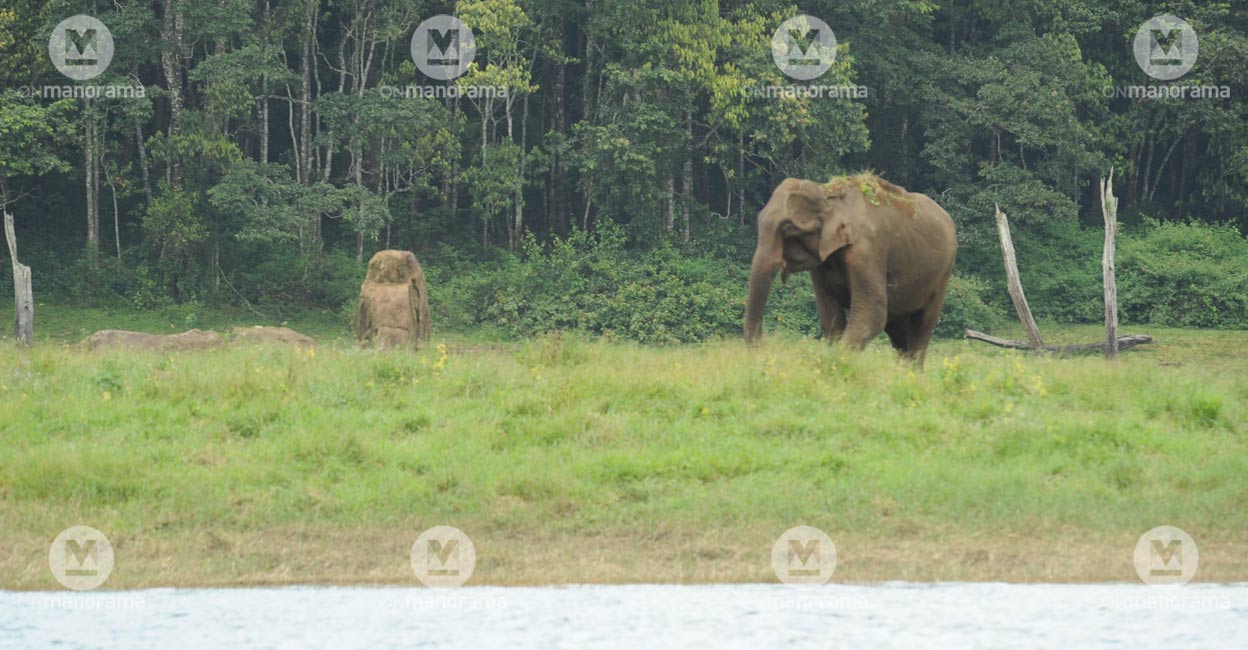 An image of an elephant from the Periyar Tiger Reserve. File Photo/ Manorama. 