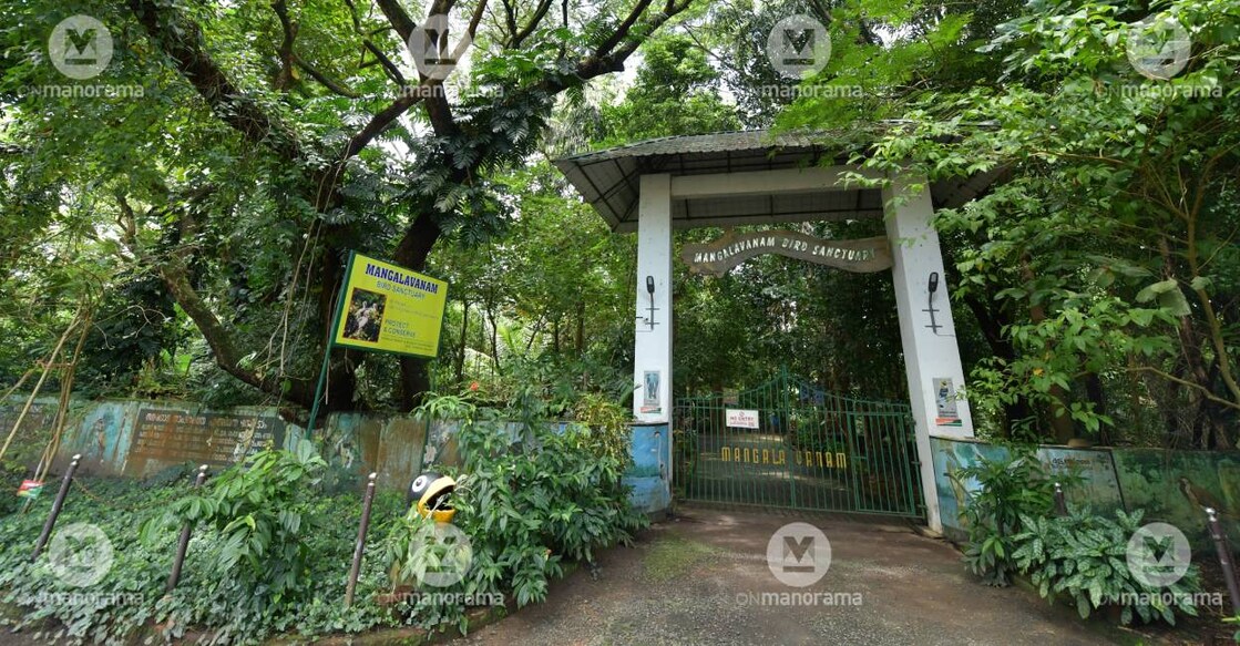 Mangalavanam bird sanctuary. File Photo: Manorama
