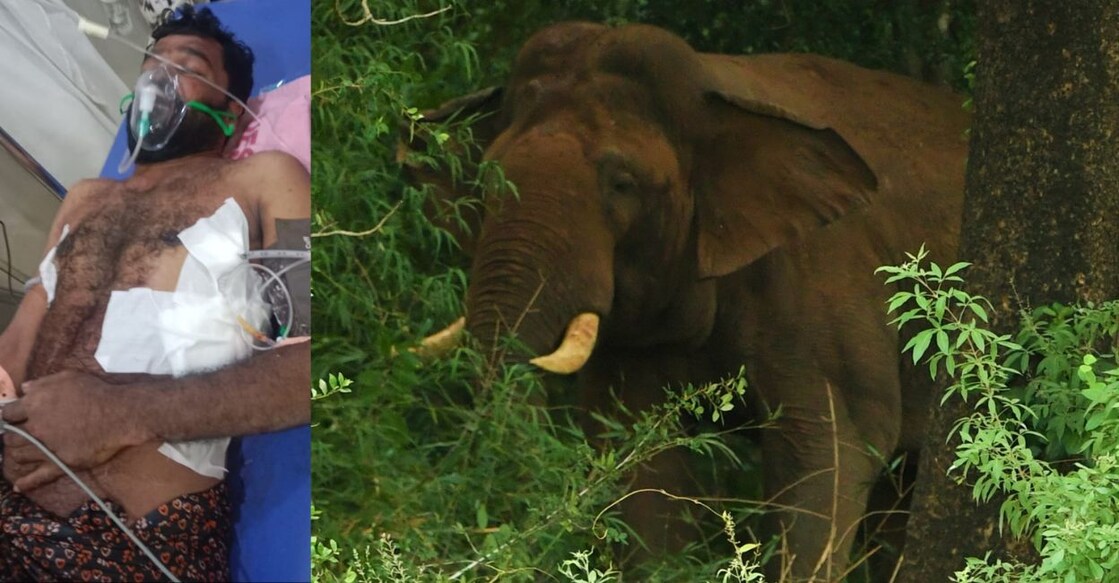 satheesh-elephant-attack.jpg Satheesh, who broke his ribs in the incident, remains in critical condition. Photo: Special Arrangement