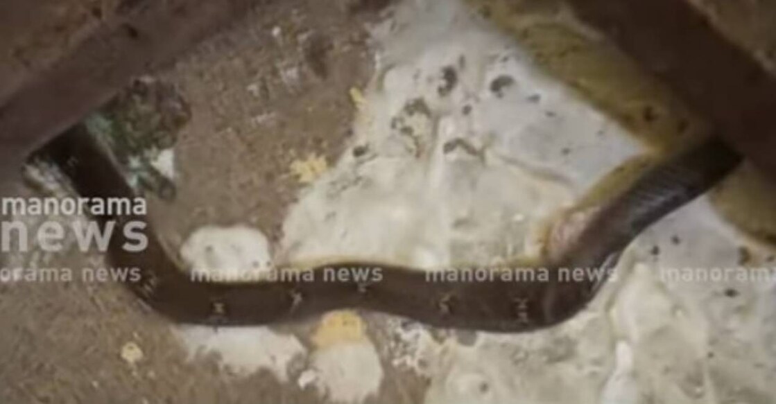 Witnesses identified the snake as a 'Churutta' (hump-nosed pit viper), a venomous species. Photo: Screengrab/ Manorama