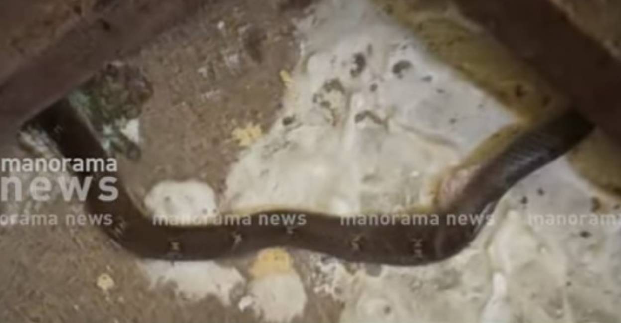 Witnesses identified the snake as a 'Churutta' (hump-nosed pit viper), a venomous species. Photo: Screengrab/ Manorama