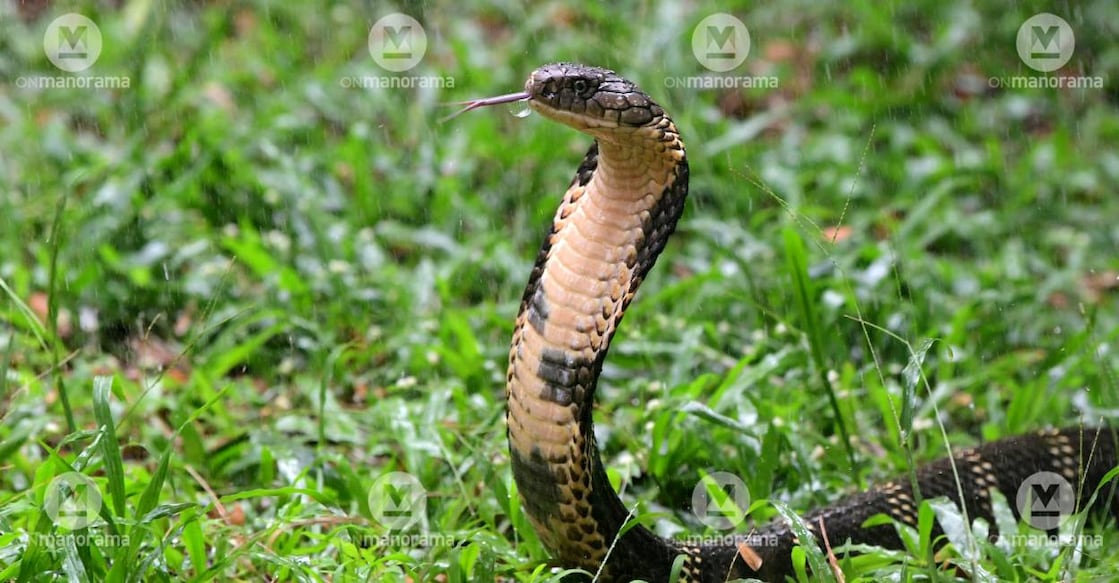 cobra-c Representational Image: Manorama