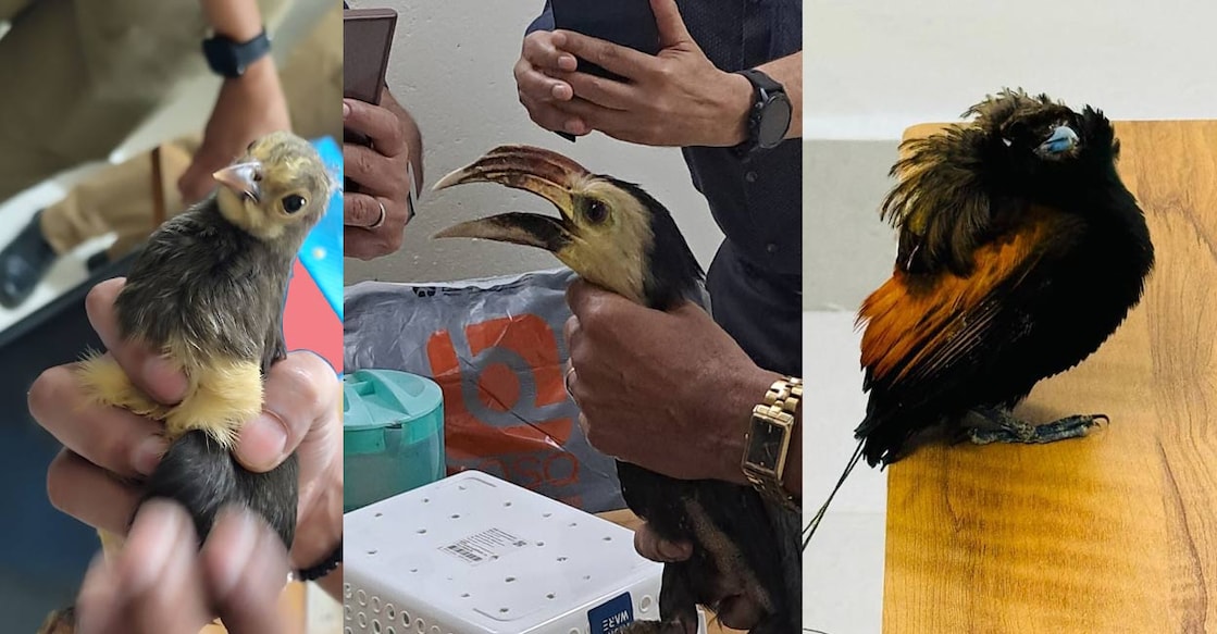 The Customs seized the birds from Thiruvananthapuram natives Bindumol and her son Sarath as they landed in Kochi airport from Thailand on a Thair Airways flight on Monday. Photos: Special arrangement. 