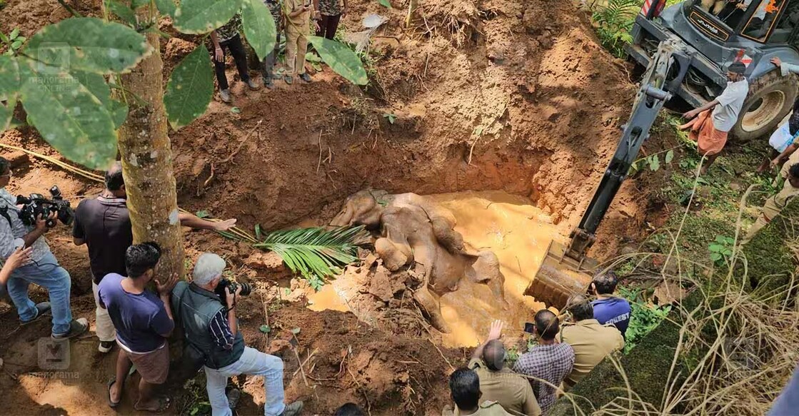 elephan-death The wild elephant calf died after falling into a septic tank in Elikkode Nagar. Photo: Manorama