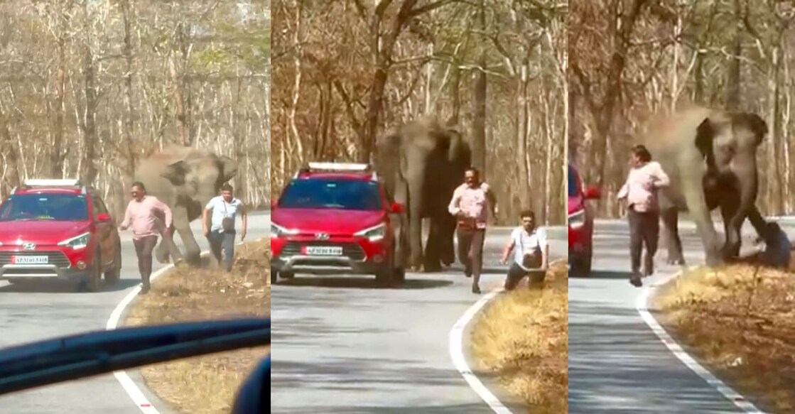 Screengrabs from the video captured by Wayanad native Savad CA show the incident involving the two trespassers and a wild elephant in the Bandipur National Park. 