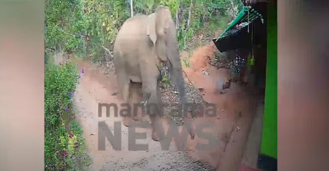 According to the order issued by the Principal Chief Forest conservator (Wildlife) and Chief Wildlife warden, Kerala, D Jayaprasad, trained captive elephants will be used to drive away the wild elephants to the forest. Photo: Manorama News.