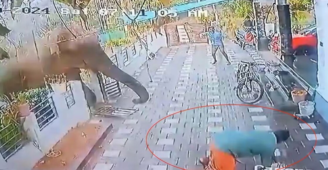 Belur Magna, the notorious wild elephant which trampled Ajeesh (42), will be darted today, said Kerala Forest Minister AK Saseendran. Photo: Screengrab/ CCTV. 