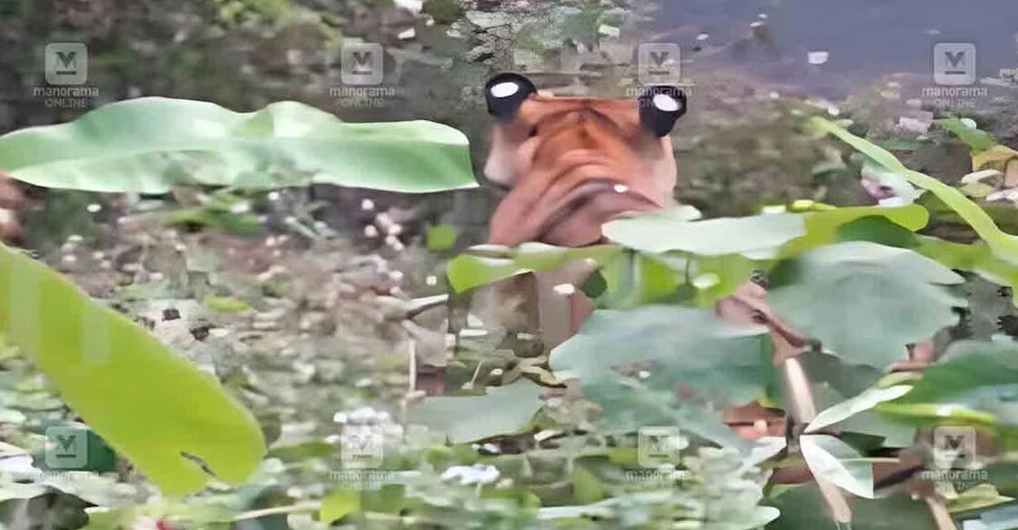 Pulimoottil Sibi, a local rubber tapper, spotted the animal on Tuesday morning. Photo: Screengrab: Manorama News.