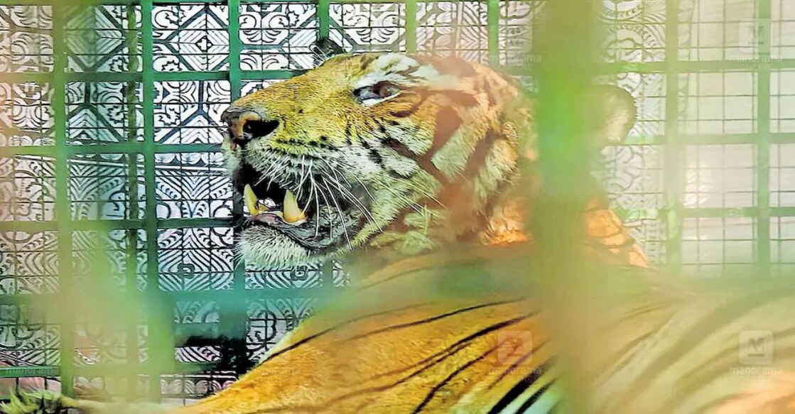 The tiger was tranquilised and caged on Tuesday. Photo: Manorama