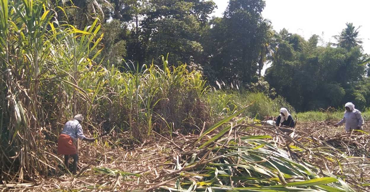 Sugarcane farming resumes in Parumala after three decades. Photo:Special arrangement.