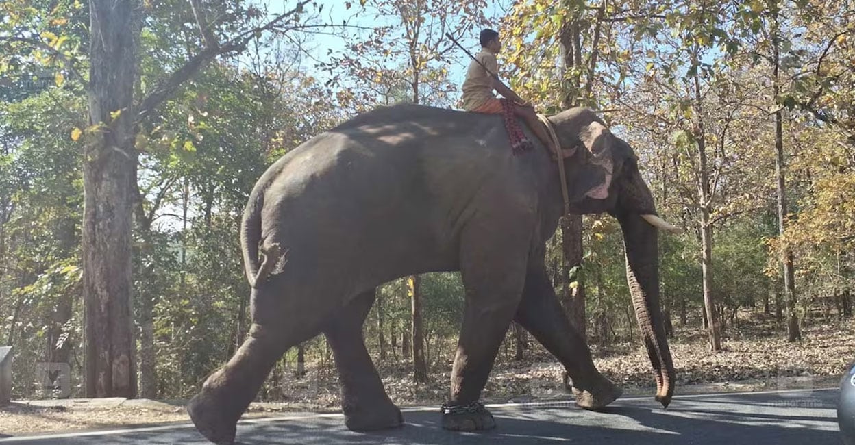 Wayanad Killer Elephant Belur Makhna Remains Elusive For The Sixth Day ...