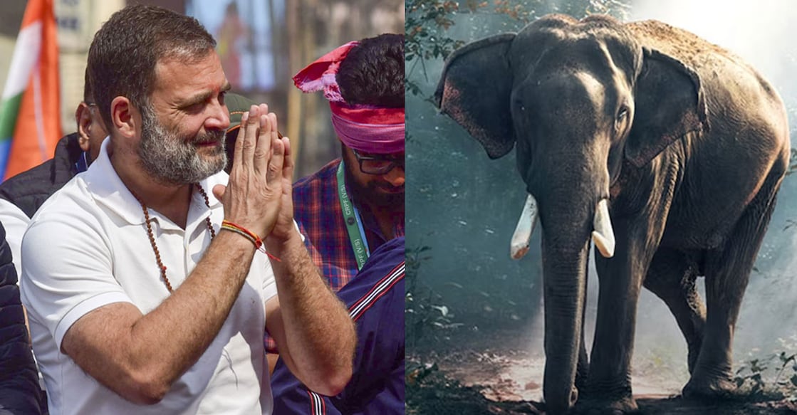 rahul-gandhi-elephant-ls After visiting Wayanad, Gandhi will resume his Bharat Jodo Nyay Yatra from Uttar Pradesh's Prayagraj on Sunday afternoon, said the Congress party on Saturday. File Photo: PTI.