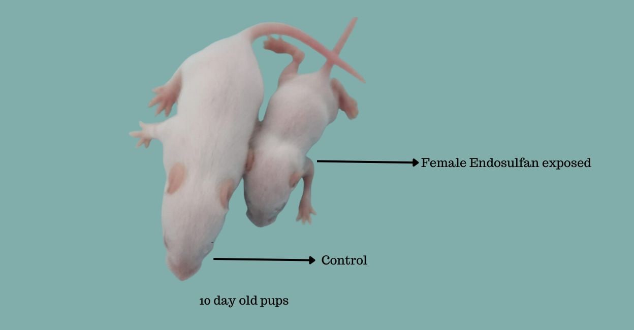Article Image-Haritha - 2 Pups of mice exposed to endosulfan (right) and unexposed to endosulfan. Photo: Prof Sathees C Raghavan
