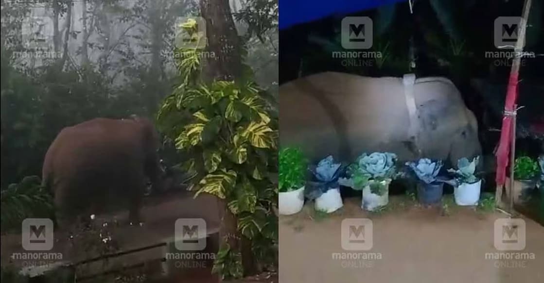wayanad-elephant-ls wayanad-elephant-ls