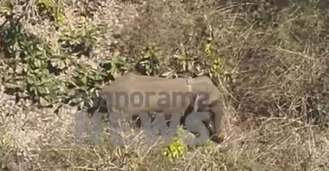 Belur Makhna. Photo: Screengrab: Manorama News. 
