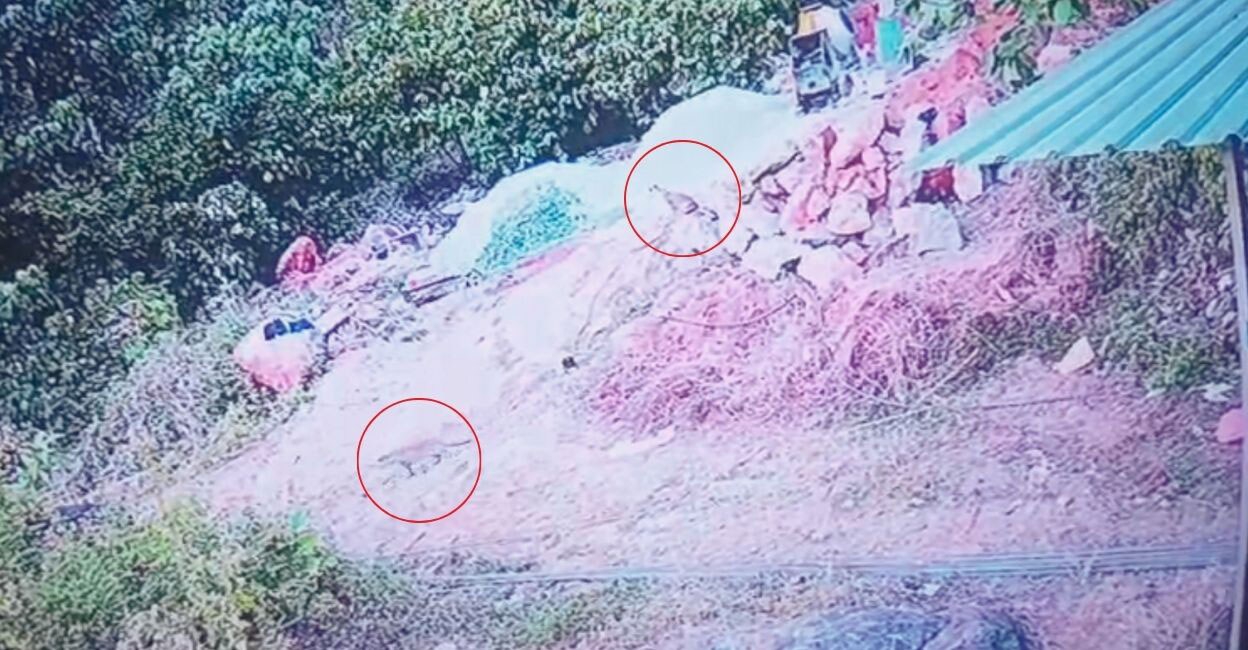 Untitled design - 1 A screengrab from a CTV footage shows two animals resembling leopards (red circles).