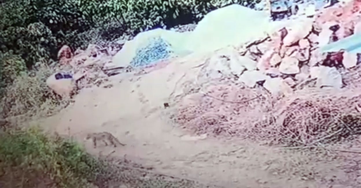 leopard-kozhikode A screengrab from a CTV footage shows an animals resembling a leopard (red circle).