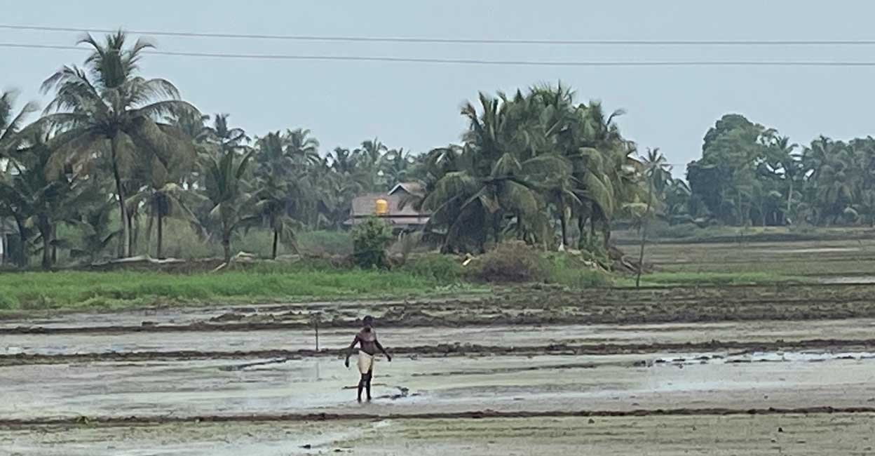 farmer-msp A steering committee meeting of ‘Nel Karshaka Samrakshana Samiti’, has decided to go on the warpath if the Government fails to provide a procurement price of Rs 31.35 per kg.