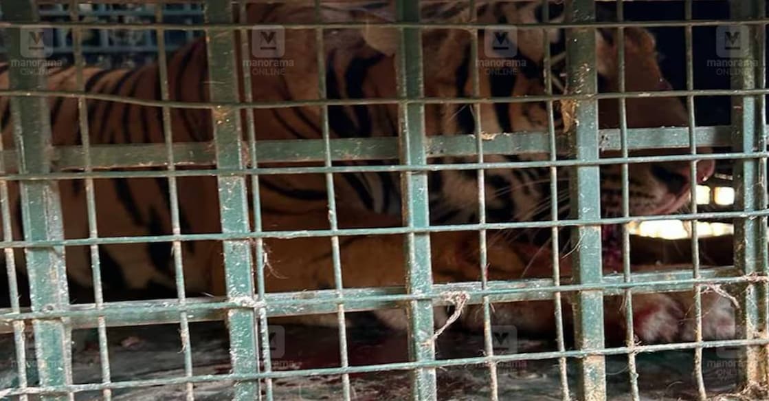 
The forest department is yet to confirm that this same tiger got trapped in the cage. Photo: Manorama