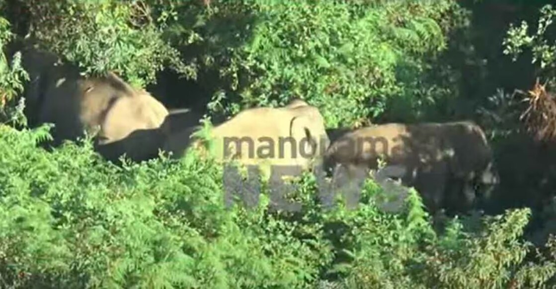 The animals settled close to the residential colony, which is home to approximately 1,000 families. Photo: Screengrab/ Manorama News. 