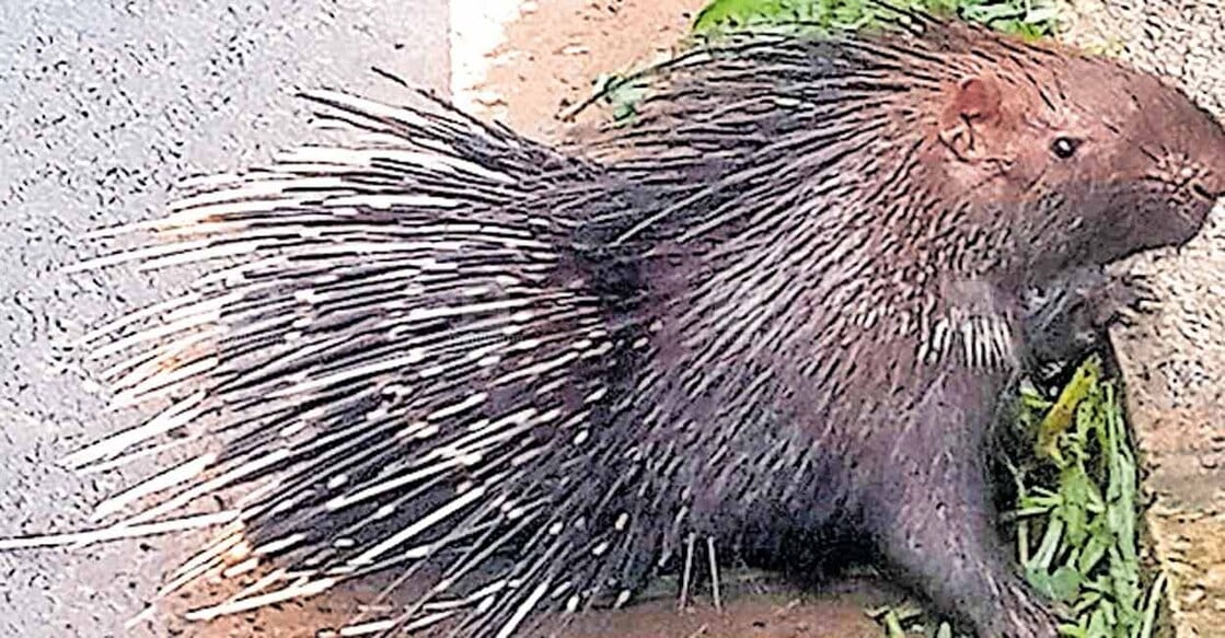 Forest officials attribute the increasing presence of porcupines to abandoned rubber plantations in the region. File Photo