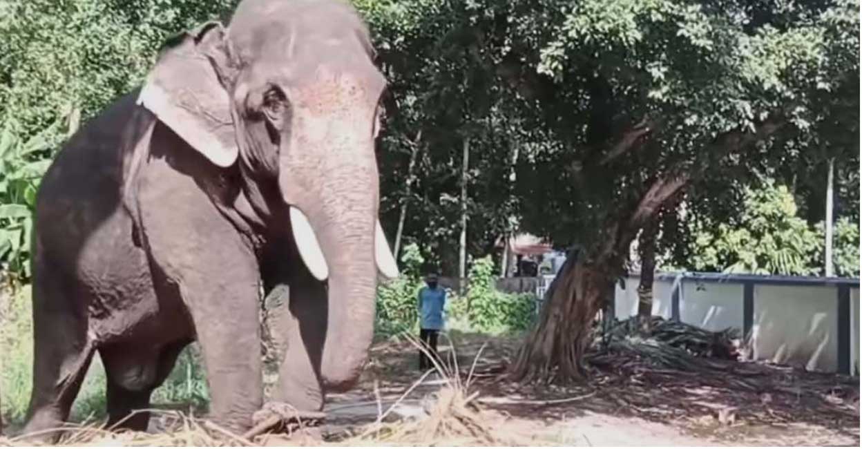 Evoor Kannan, the elephant attached to Evoor Sreekrishna Swamy Temple . Photo:Special arrangement.