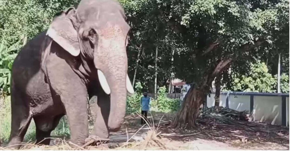 Evoor Kannan, the elephant attached to Evoor Sreekrishna Swamy Temple . Photo:Special arrangement.