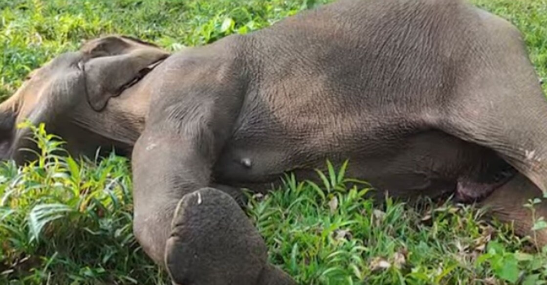 thrissur-elephant-death-ls