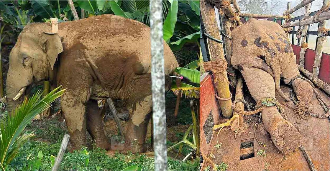 (1) When Thanneer Komban, which reached Mananthavady town, was shot with a tranquiliser on Friday. (2) Thanneer Komban, found dead in the truck in which it was brought to Ramapura camp in Bandipur forest. Photos: Jitin Joel Harim/ Manorama.