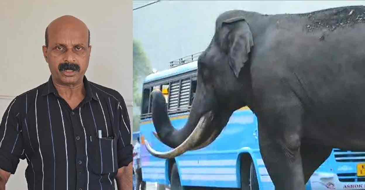 padayappa1 K Bulbendran, Wild tusker Padayappa. Photo: Special arrangement