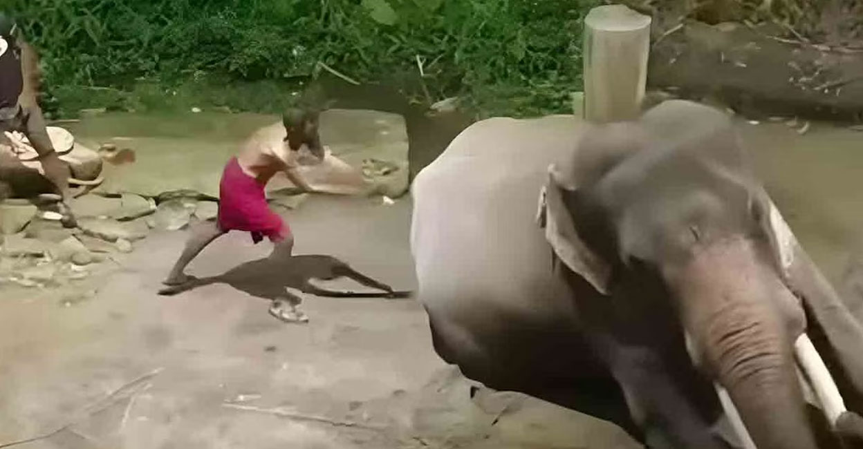 It is clear from the footage that the elephants were beaten continuously with 'Vadikkol' (a stick used to master jumbos). Photo: Screengrab: Manorama News.