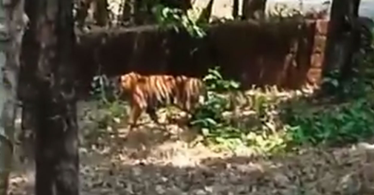 A screengrab from a video of the tiger in a rubber plantation taken by a resident of Adakkathode.