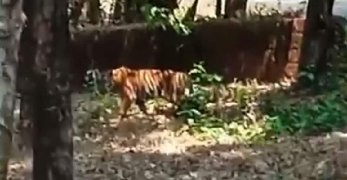 tiger-kelakam-kannur A screengrab from a video of the tiger in a rubber plantation taken by a resident of Adakkathode.