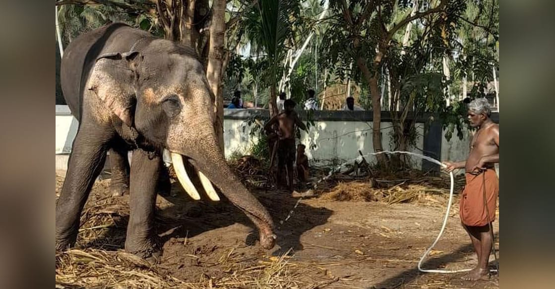 evoor-kannan-elephant Evoor Kannan with his mahour Vinod Kumar. Photo: Special arrangement