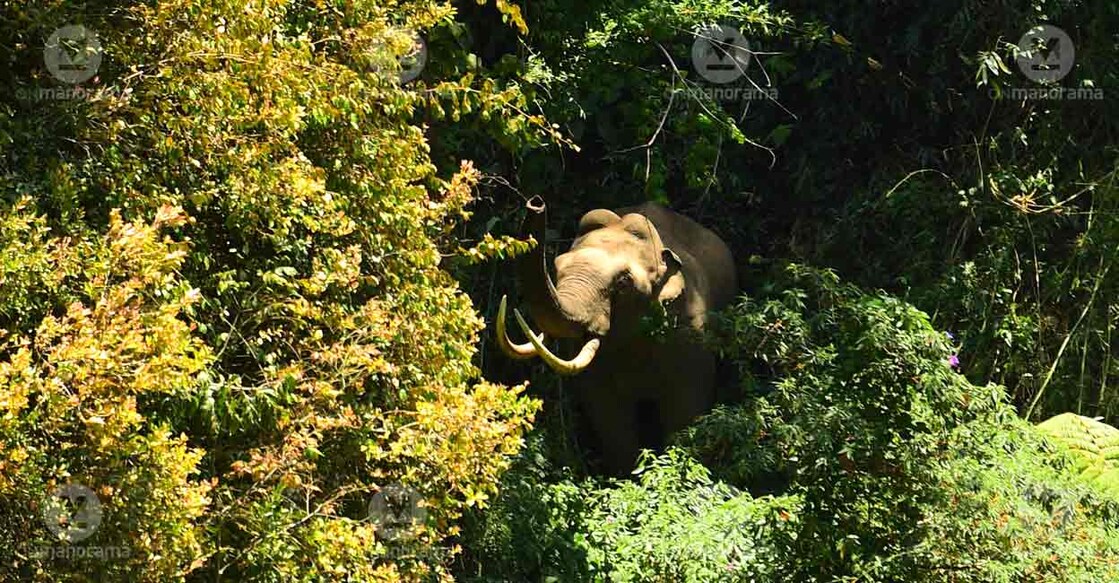 Wild elephant Padayappa arrives near the residential area in the Munnar's Mattuppatti Top Division. The jumbo has been creating trouble in the residential areas for a long time. Photo: Reju Arnold/Manorama