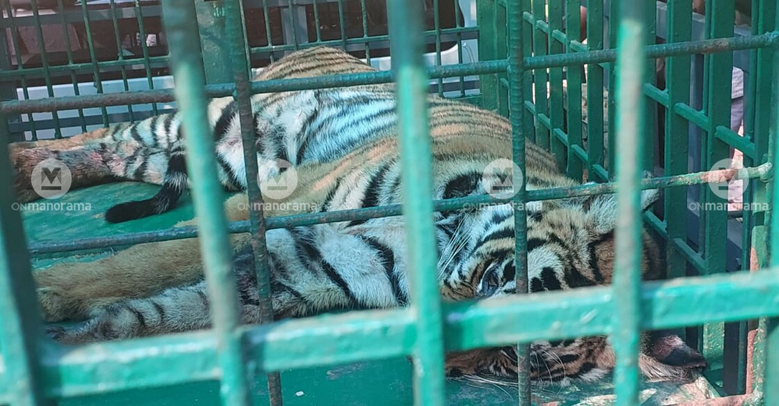 The tiger rests in a cage set by the Forest Department. Photo: Special arrangement