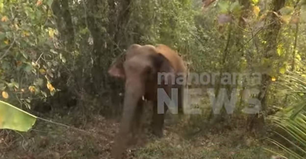 The jumbo trampled a Tamil Nadu native who was sleeping on a field while running amok. Photo: Screengrab/ Manorama News