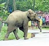 Human-animal conflict declared as State-Specific Disaster in Kerala